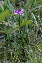 Spathoglottis parviflora