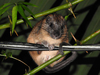 Rufous Soft-furred Spiny Rat - Photo (c) Samuel Valdes Diaz, some rights reserved (CC BY-NC-ND), uploaded by Samuel Valdes Diaz