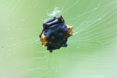 Gasteracantha mediofusca