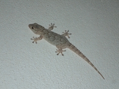 Tarentola mauritanica