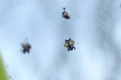 Gasteracantha mediofusca