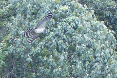 Henicopernis longicauda