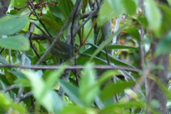 Sericornis perspicillatus