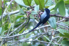 Fan-Tailed Berrypecker photo 4