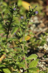 Echium parviflorum