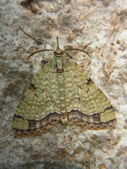 Episteira nigrilinearia