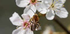 Andrena haemorrhoa