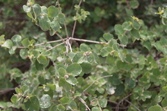 Lonicera iberica