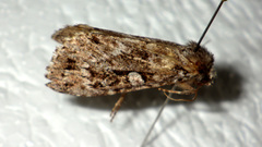 Xestia speciosa
