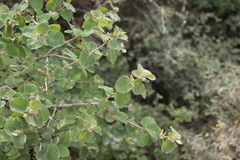 Lonicera iberica