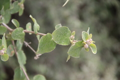 Lonicera iberica
