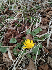 Ficaria verna calthifolia
