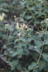 Lonicera iberica