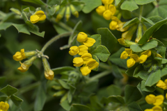 Lotus ornithopodioides