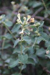 Lonicera iberica