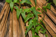 Dioscorea microbotrya