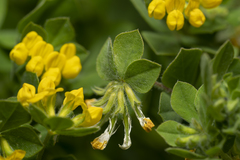 Lotus ornithopodioides