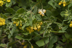 Lotus ornithopodioides