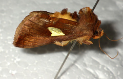 Autographa bractea