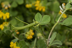 Lotus ornithopodioides