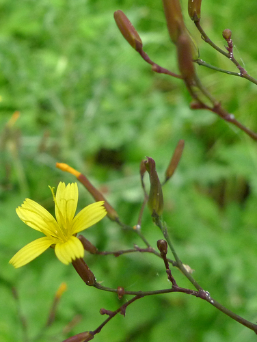 Miškinė zuiksalotė nuotrauka