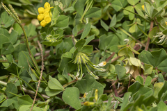Lotus ornithopodioides