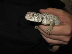 Uromastyx benti
