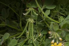 Lotus ornithopodioides