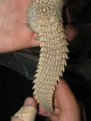 Uromastyx benti