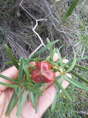 Colliguaja integerrima