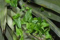 Dioscorea microbotrya