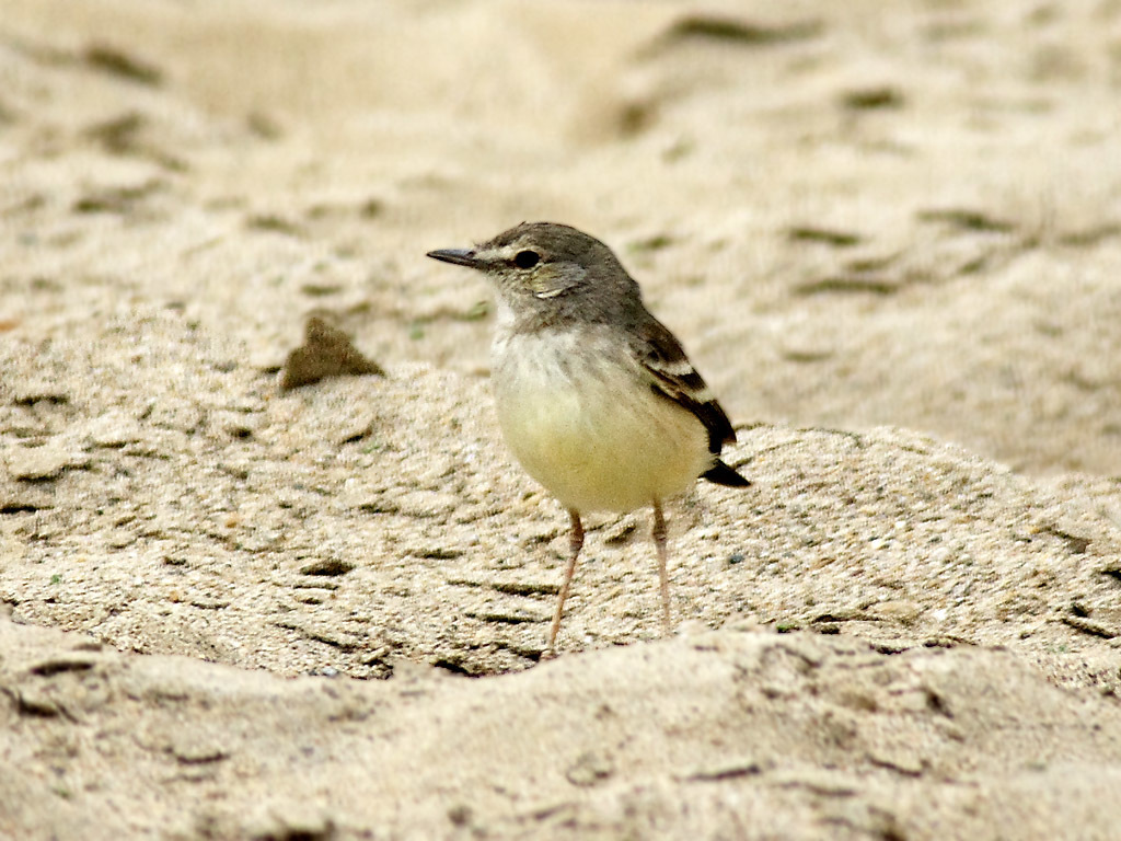 Short-tailed Field Tyrant photo