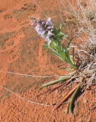 Penstemon buckleyi