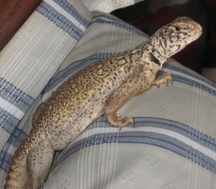 Uromastyx benti