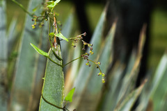 Dioscorea microbotrya