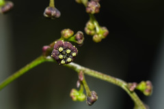 Dioscorea microbotrya