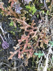 Selaginella helvetica