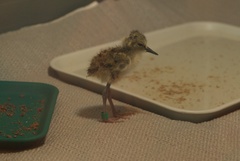 Black Stilt photo 5