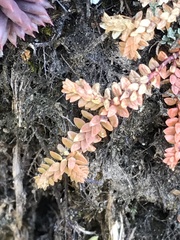 Selaginella helvetica