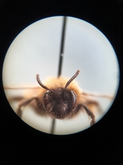 Andrena bicolor