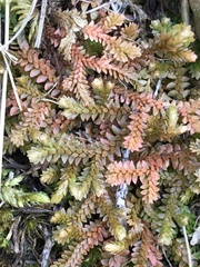 Selaginella helvetica