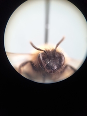Andrena bicolor
