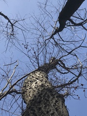 Celastrus orbiculatus