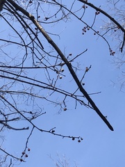 Celastrus orbiculatus