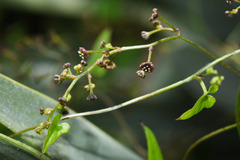 Dioscorea microbotrya