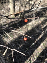 Celastrus orbiculatus