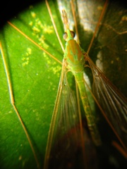 Leptotarsus virescens