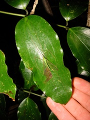 Leptotarsus virescens