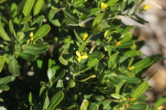Cneorum tricoccon