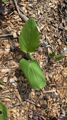 Mertensia virginica